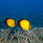 Yellow melon butterflyfish in Daymaniyat Islands, Oman