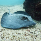 Diamond stingray in Oman