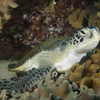 Green turtle and cabbage leather coral in Oman