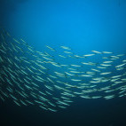 Yellowtail barracuda in Oman