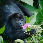 A black howler monkey in Belize.