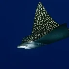An eagle ray in Belize.