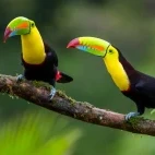 Two keel-billed toucans in Belize.
