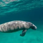 A manatee in Belize.