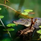A Morelet's crocodile in Belize.