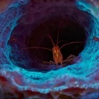 A peppermint shrimp in Belize.