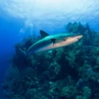 A reef shark in Belize.