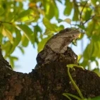 A spiny-tailed iguana in Belize.