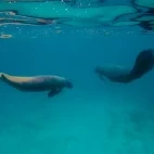 Two manatees in Belize.
