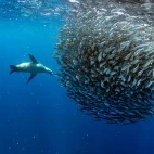 Sea lion & baitball in Magdalena Bay, Mexico