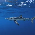 Blue shark in Magdalena Bay, Mexico