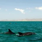 Bottlenose dolphin in Magdalena Bay, Mexico