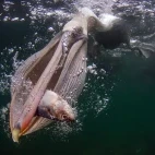 Brown pelican in Magdalena Bay, Mexico
