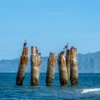 Brown pelican in Magdalena Bay, Mexico