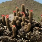 Cactus in Magdalena Bay, Mexico