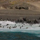 Californian sea lion colony in Magdalena Bay, Mexico