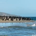 Cormorant colony in Magdalena Bay, Mexico
