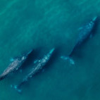 Grey whale in Magdalena Bay, Mexico