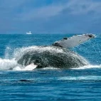 Humpback whale in Magdalena Bay, Mexico