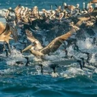 Pelican & cormorant in Magdalena Bay, Mexico