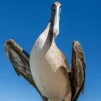 Pelican in Magdalena Bay, Mexico