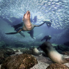 Sea lions underwater in Magdalena Bay, Mexico