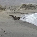 Sea lions in Magdalena Bay, Mexico