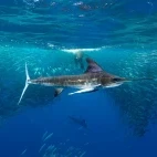 Striped marlin & sea lion in Magdalena Bay, Mexico