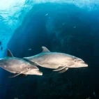 Bottlenose dolphin in Socorro, Mexico