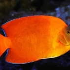 Clarion angelfish in Socorro, Mexico