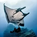 Manta ray in Socorro, Mexico