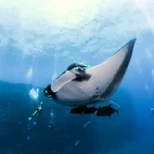 Manta ray in Socorro, Mexico