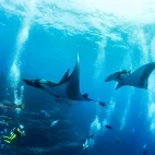 Manta rays & diver in Socorro, Mexico