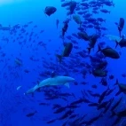 Shark & jacks in Socorro, Mexico