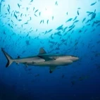 Silvertip shark in Socorro, Mexico