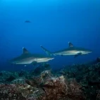 Silvertip shark in Socorro, Mexico