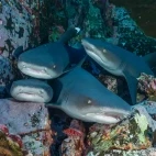 White-tip reef shark in Socorro, Mexico