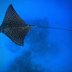 Eagle ray in Belize