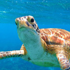 Turtle in Belize
