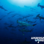 School of scalloped hammerhead in Cocos Island.