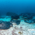 Stingrays in Cocos Island.
