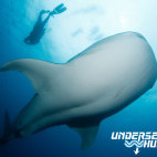 Whale shark and diver in Cocos Island.