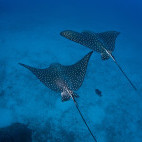 Pair of spotted eagle rays in Cocos Island, Costa Rica