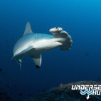 Scalloped hammerhead in Cocos Island, Costa Rica