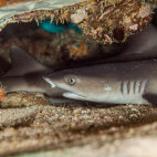 White tip reef shark in Cocos Island, Costa Rica