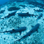 School of white tip reef sharks in Cocos Island, Costa Rica