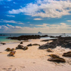 Galapagos fur seal in Darwin Island, the Galapagos