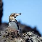 Galapagos penguin the Galapagos