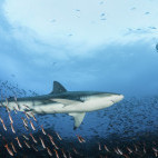 Galapagos shark in the Galapagos