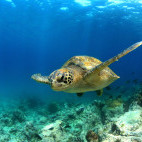 Green sea turtle in the Galapagos